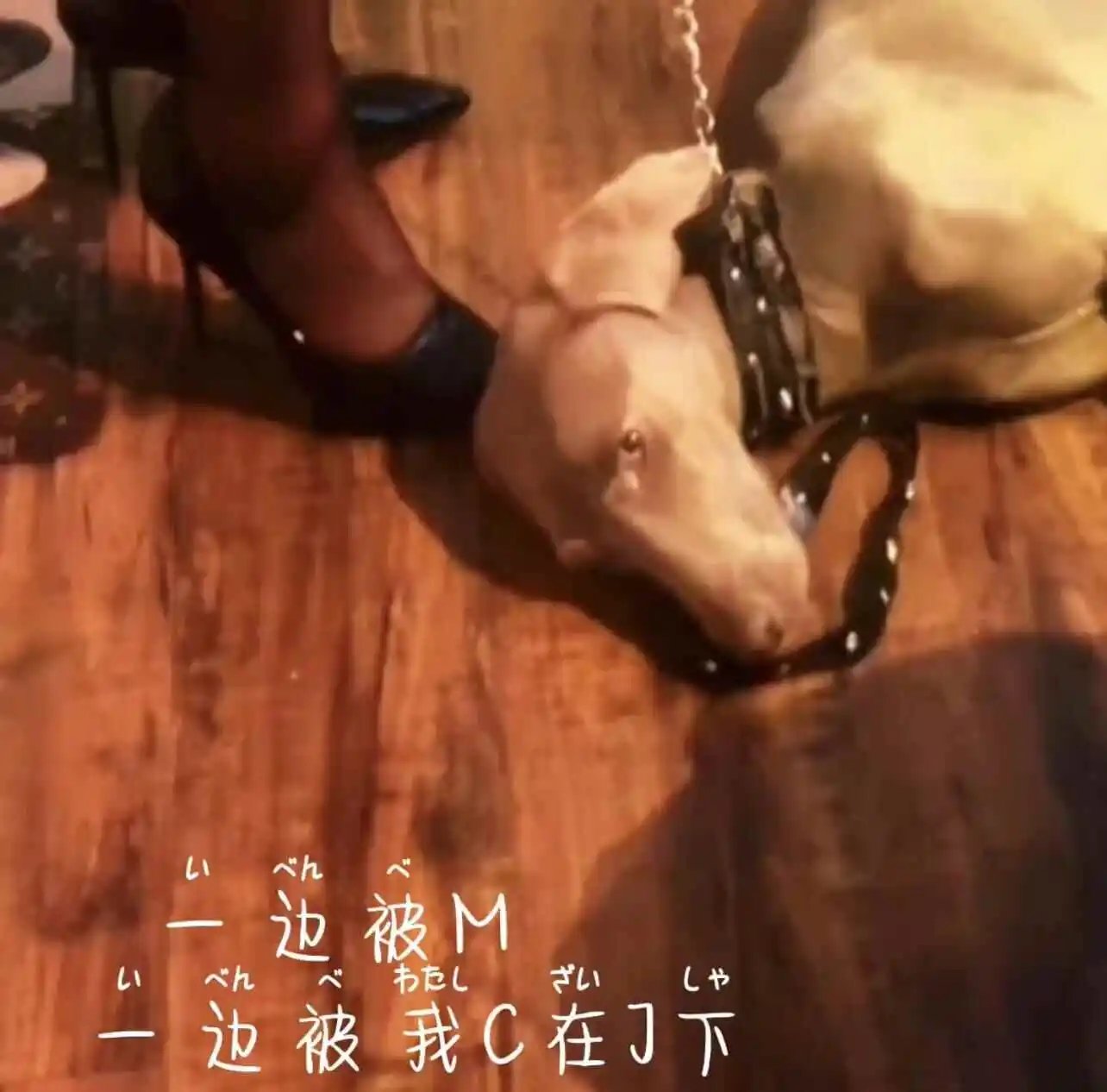 【西檬之家】k8猫系属性解析：BDSM圈中独特的情绪价值互动